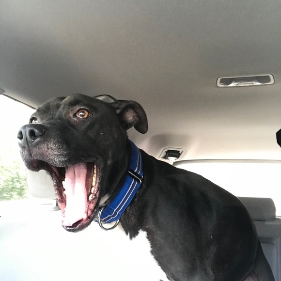 Meet your Posher, Shelley - Picture 5 of 6